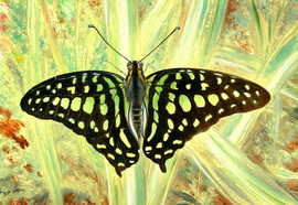 Scheff_evgeny_insects_02_2012_oil_on_wood_13x17_cm_28x23_cm_%d0%bd%d0%be%d0%b2%d1%8b%d0%b9_%d1%80%d0%b0%d0%b7%d0%bc%d0%b5%d1%80