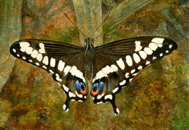 Scheff_evgeny_insects_10_2012_oil_on_wood_13x17_cm_28x23_cm_%d0%bd%d0%be%d0%b2%d1%8b%d0%b9_%d1%80%d0%b0%d0%b7%d0%bc%d0%b5%d1%80