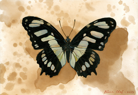 Scheff_evgeny_insects_11_2012_oil_on_wood_13x17_cm_28x23_cm