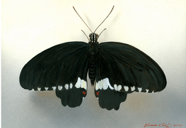 Scheff_evgeny_insects_15_2012_oil_on_wood_13x17_cm_28x23_cm