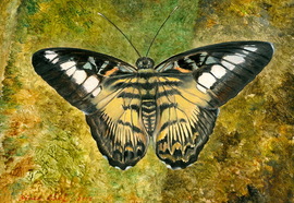 Scheff_evgeny_insects_12_2012_oil_on_wood_13x17_cm_28x23_cm_%d0%bd%d0%be%d0%b2%d1%8b%d0%b9_%d1%80%d0%b0%d0%b7%d0%bc%d0%b5%d1%80