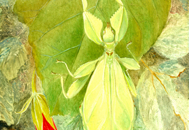 Scheff_evgeny_insects_01_2012_oil_on_wood_13x17_cm_28x23_cm